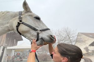 Ihr Pferdezahnspezialist im Emmental